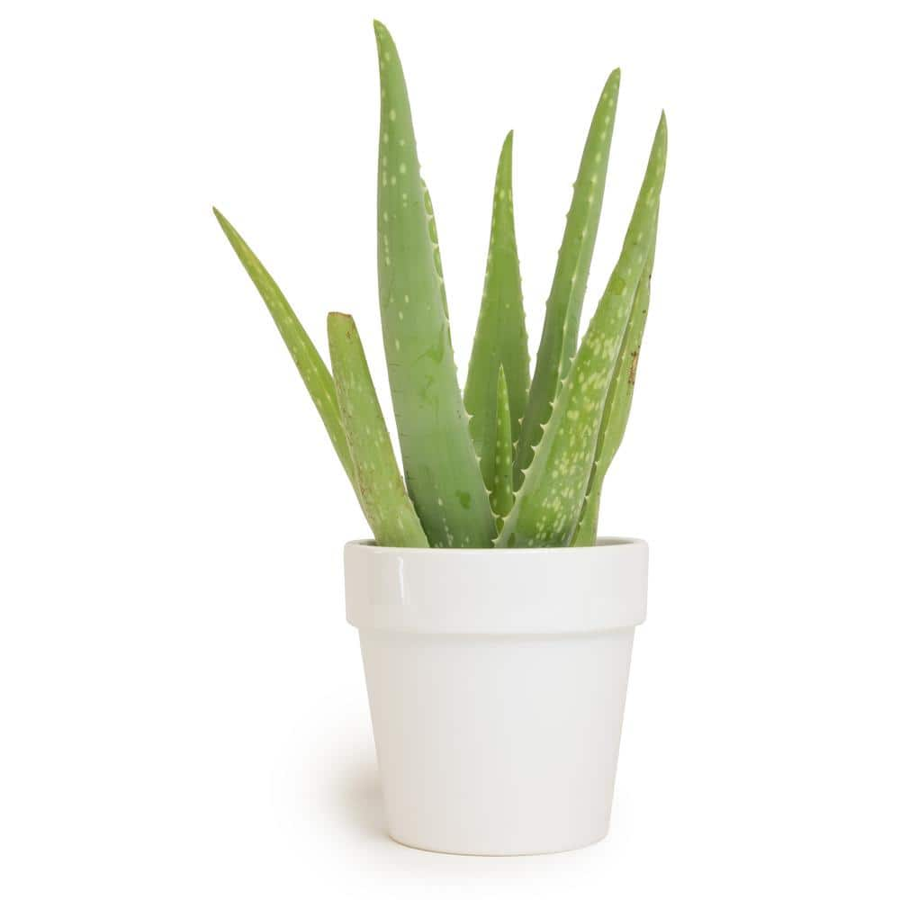 ALTMAN PLANTS 9 cm Aloe Vera Succulent in White Glazed Clay Pot 0872539