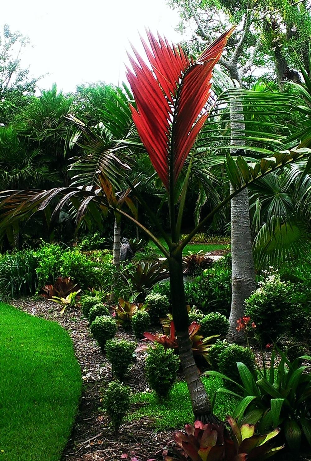 Wekiva Foliage - Red Flame Palm - Live Plant in a 3 Gallon Growers Pot - Chambeyronia Macrocarpa - Extremely Rare Ornamental Palms from Florida