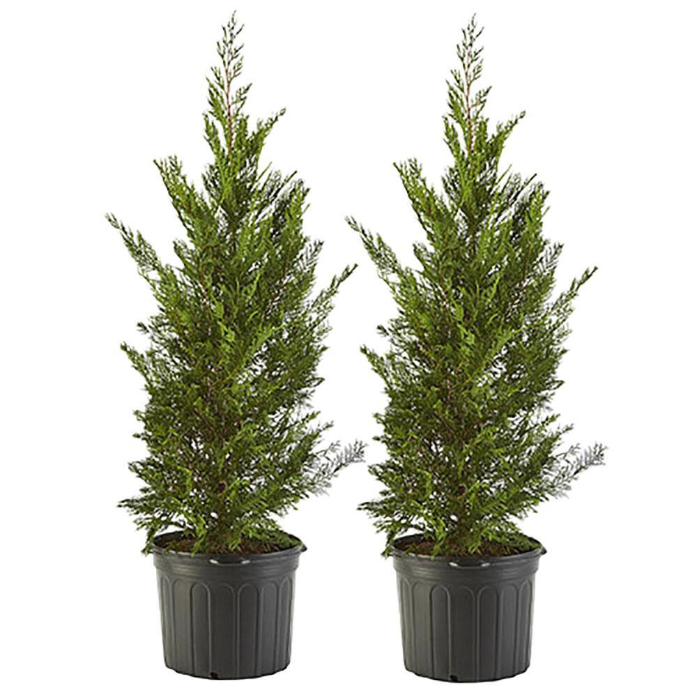 2.25 Gal. Leyland Cypress Evergreen Tree with Green Foliage (2-Pack) 15678