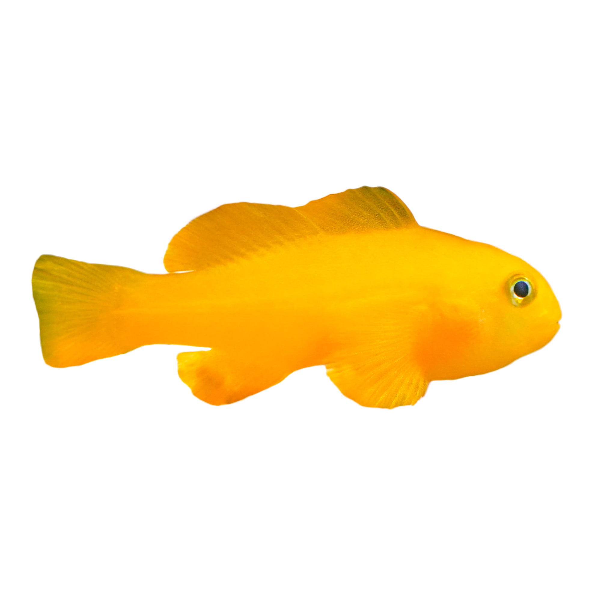 Yellow Clown Goby (Gobiodon okinawae) - Small