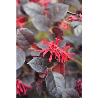 Vigoro 2 Gal. Ever Red Mini Loropetalum Evergreen Shrub with Purple Foliage Red Ribbon Blooms 11969