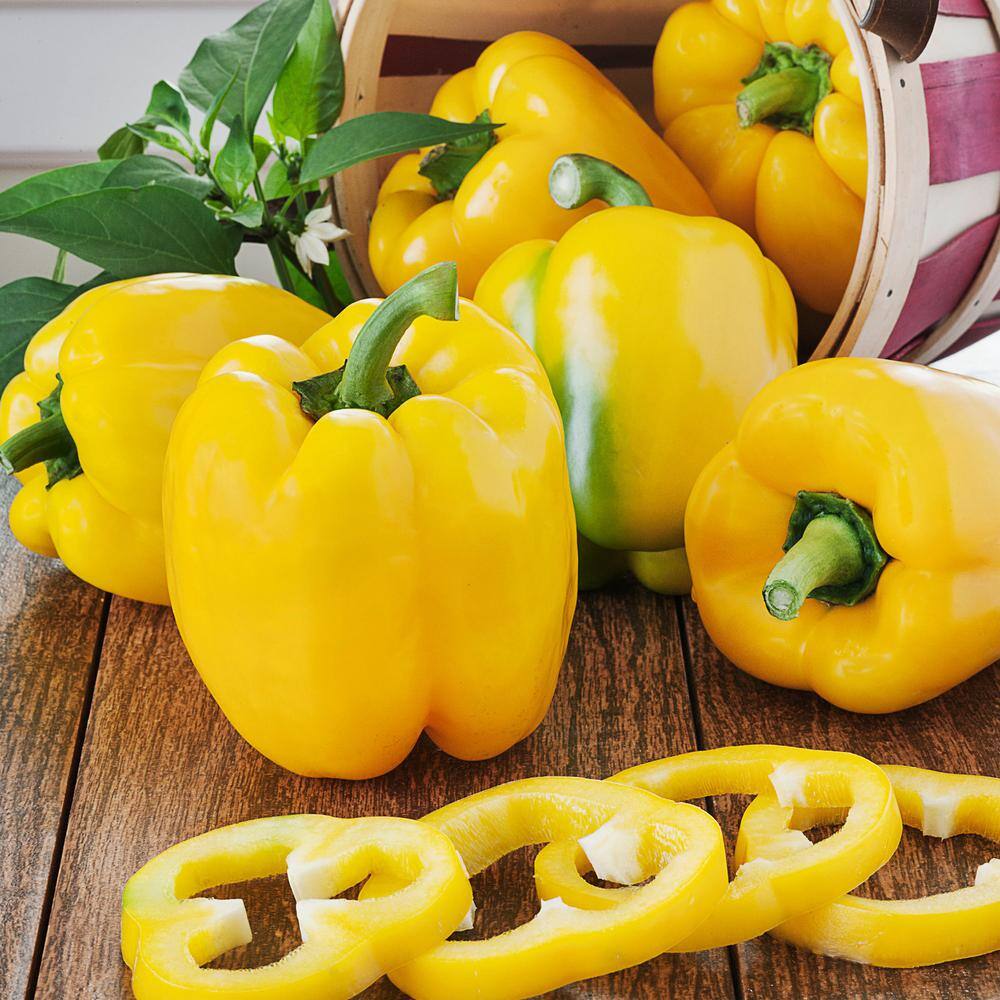 Bonnie Plants 19 oz. Yellow Bell Pepper Plant 2102