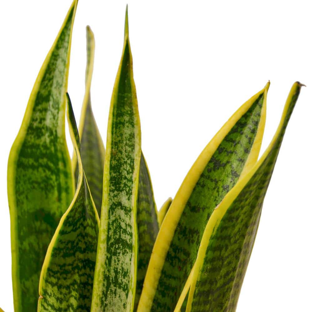 Snake Plant Laurentii Sansevieria Trifasciata Plant in 6 in. Grower Pot 6_SNAKE_LAURENTII