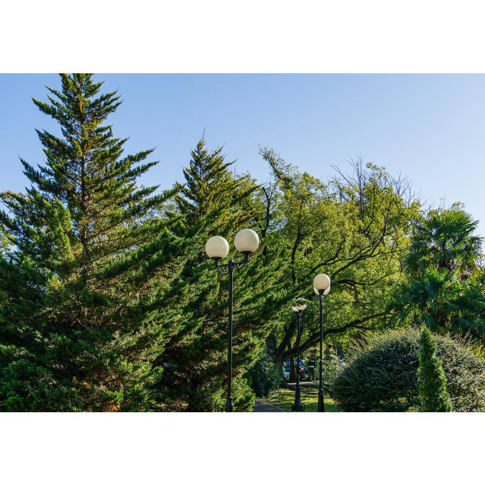 BELL NURSERY 3 Gal. Leyland Cypress (Cupressus Leylandii) Live Evergreen Tree Lush Green Foliage CYPRS3LEY1PK