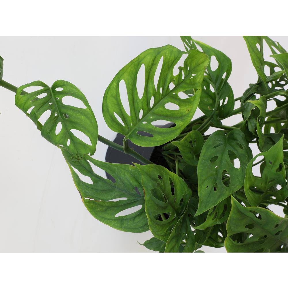 ALTMAN PLANTS 6 in. Monstera Swiss Cheese Houseplant Hanging Basket 0872670