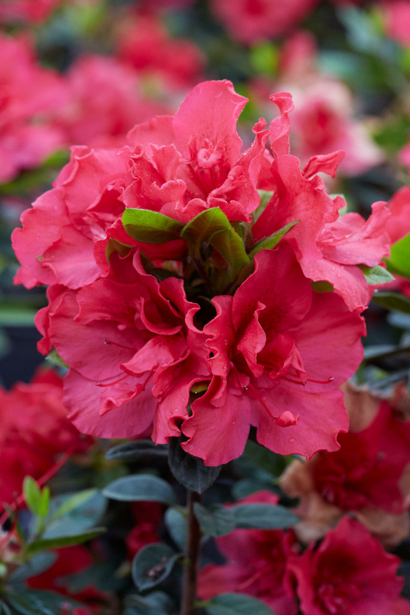 Azalea X Cherry Pinata Deja Bloom