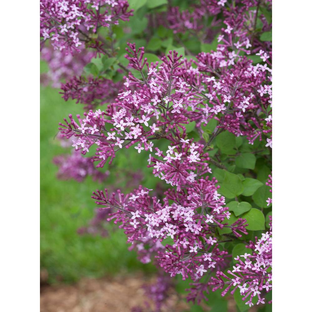 PROVEN WINNERS 1 Gal. Bloomerang Dark Purple Reblooming Lilac (Syringa) Live Shrub Purple Flowers SYRPRC1026101