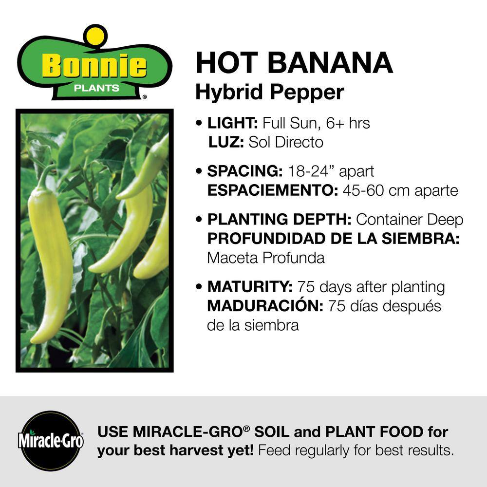 Bonnie Plants 2.32 qt. Hot Banana Pepper Plant 2300