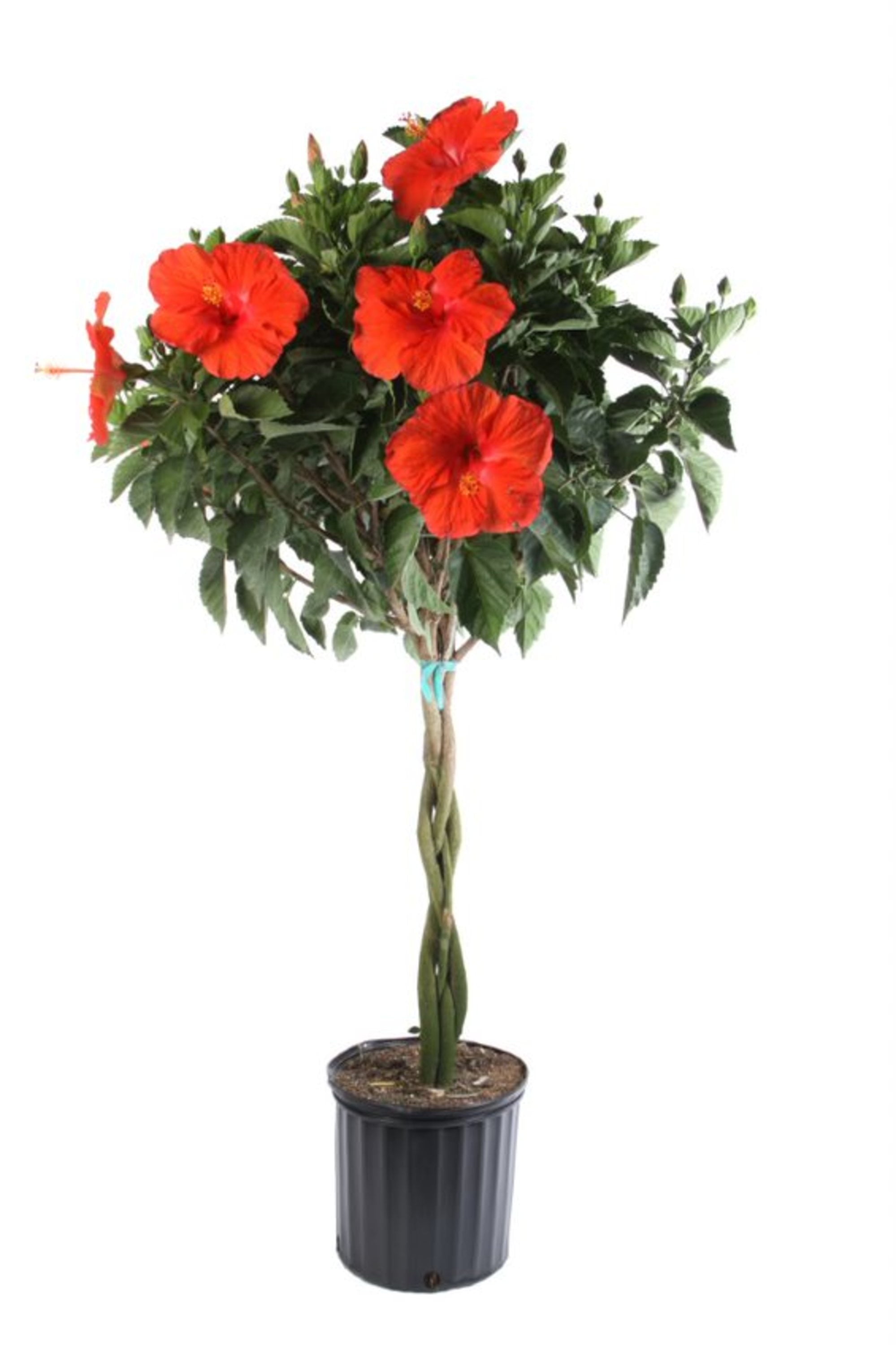 Costa Farms Island Blooms Live Outdoor 42in Tall Assorted Hibiscus; Full Sun Plant in 10in Grower Pot