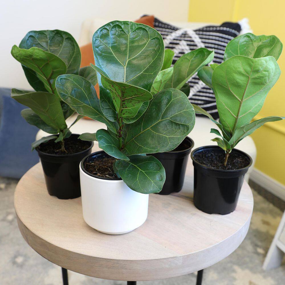 ALTMAN PLANTS 4.25 in. FICUS LYRATA - Fiddle Leaf Fig Houseplants (4-Pack) 0872473