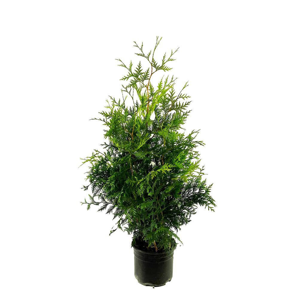 2.25 Gal. Green Giant Arborvitae (Thuja) Live Evergreen Shrub 1003088230