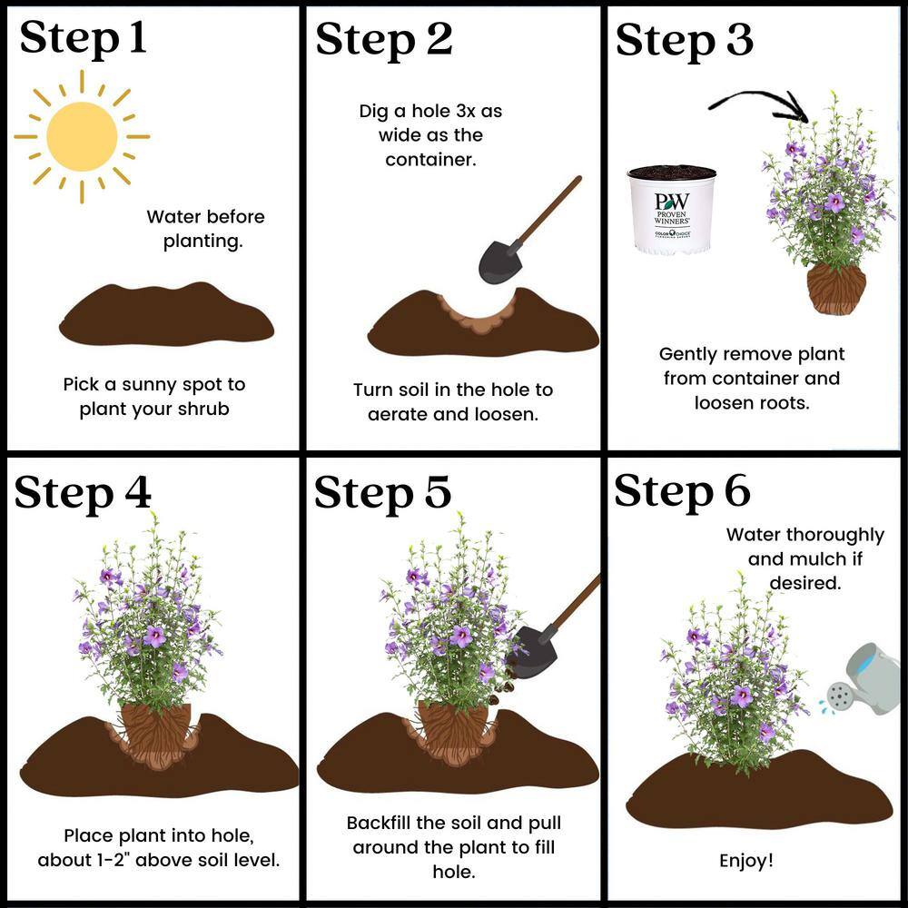 PROVEN WINNERS 2 Gal. Paraplu Violet Rose of Sharon (Hibiscus) Shrub with Blue-Violet Flowers 16613