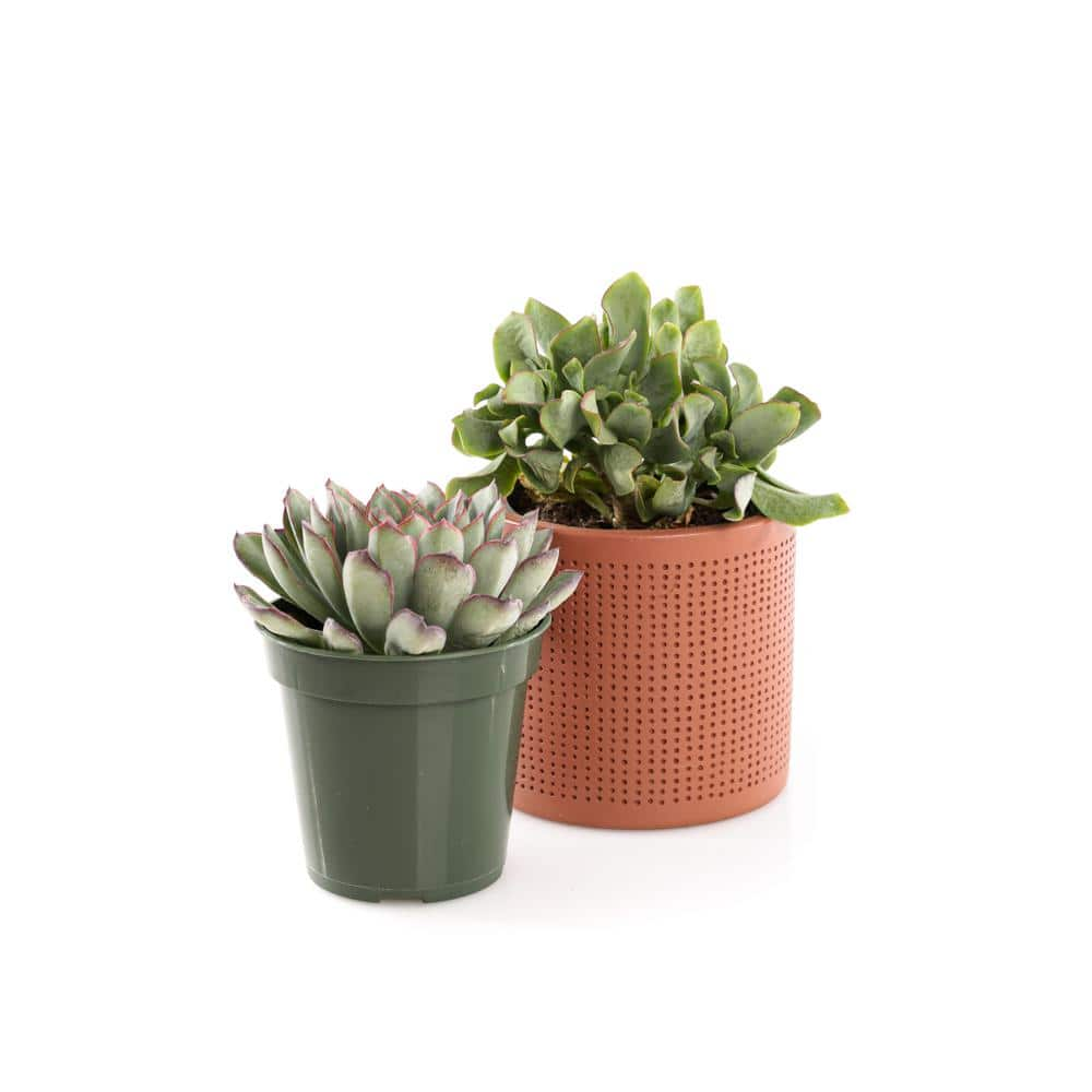 4 in. Assorted Succulent Set in Orange Dot Pot (2-Pack) SUCCLYAS39CMSOD