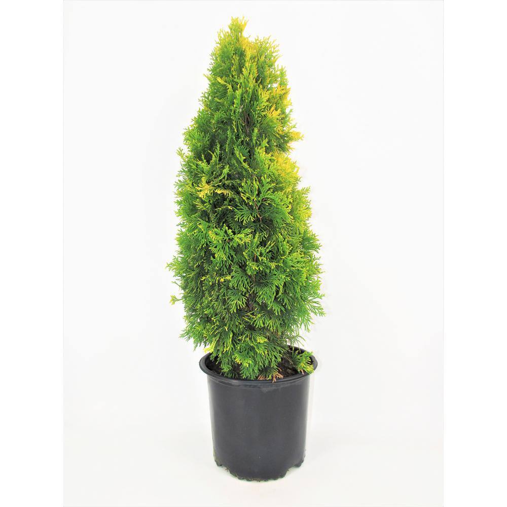 BELL NURSERY 3 Gal. Amber Gold Arborvitae (Thuja) Live Evergreen Shrub THUJA3JAN1PK