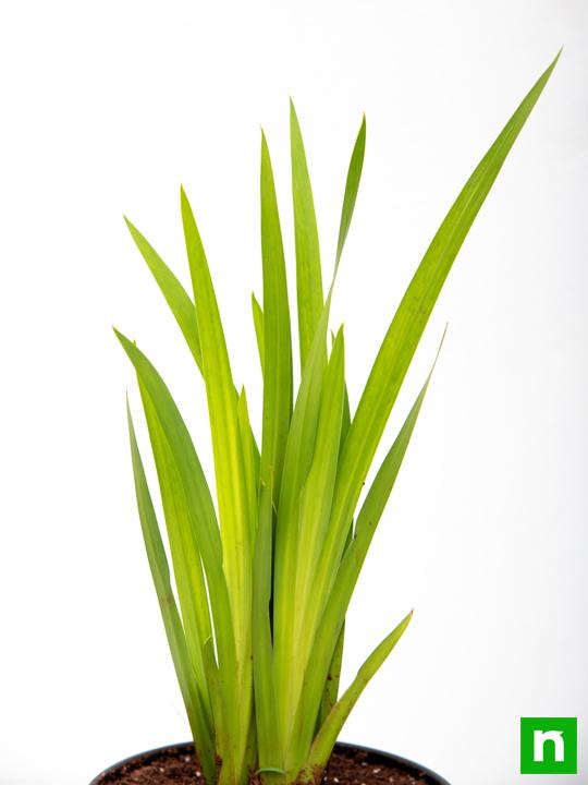 Acorus Calamus, Vekhand - Plant