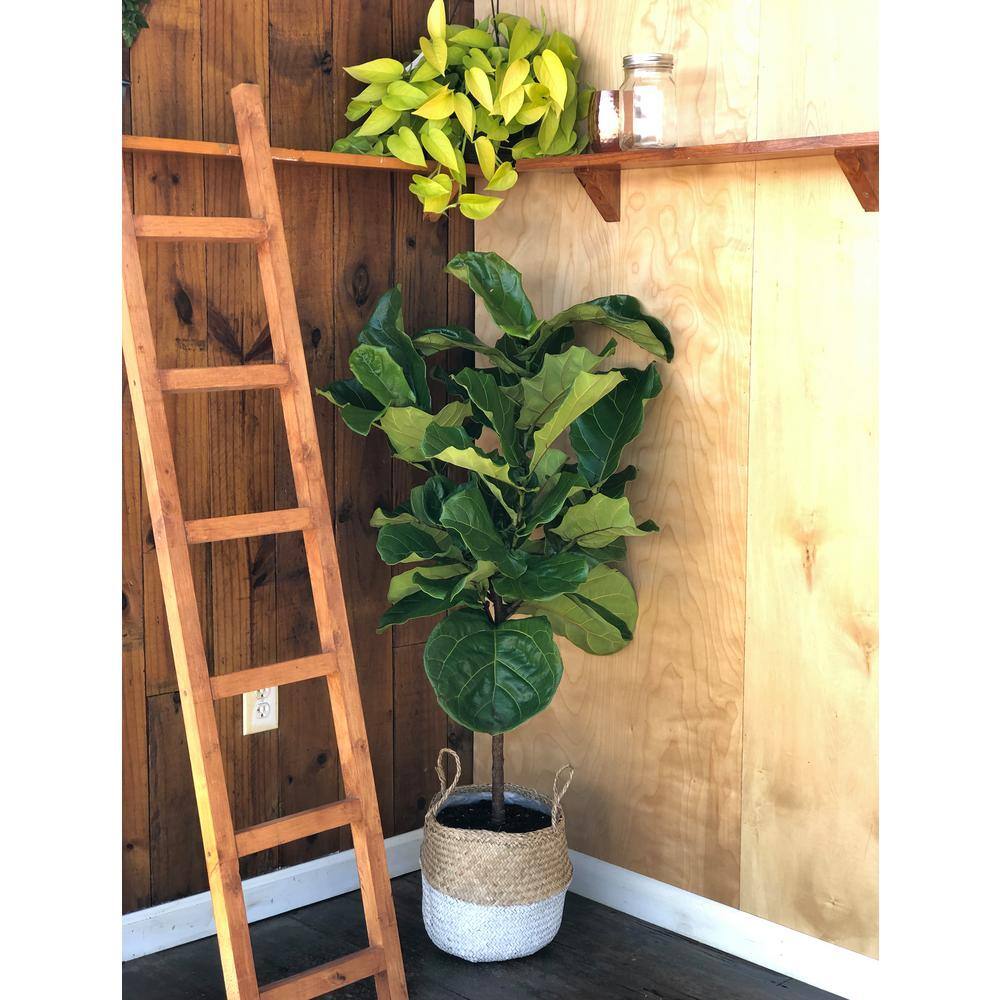 Costa Farms Fiddle Leaf Fig Indoor Plant in 10 in. Gray Planter Average Shipping Height 3-4 ft. Tall CO.FL11.3.CYL