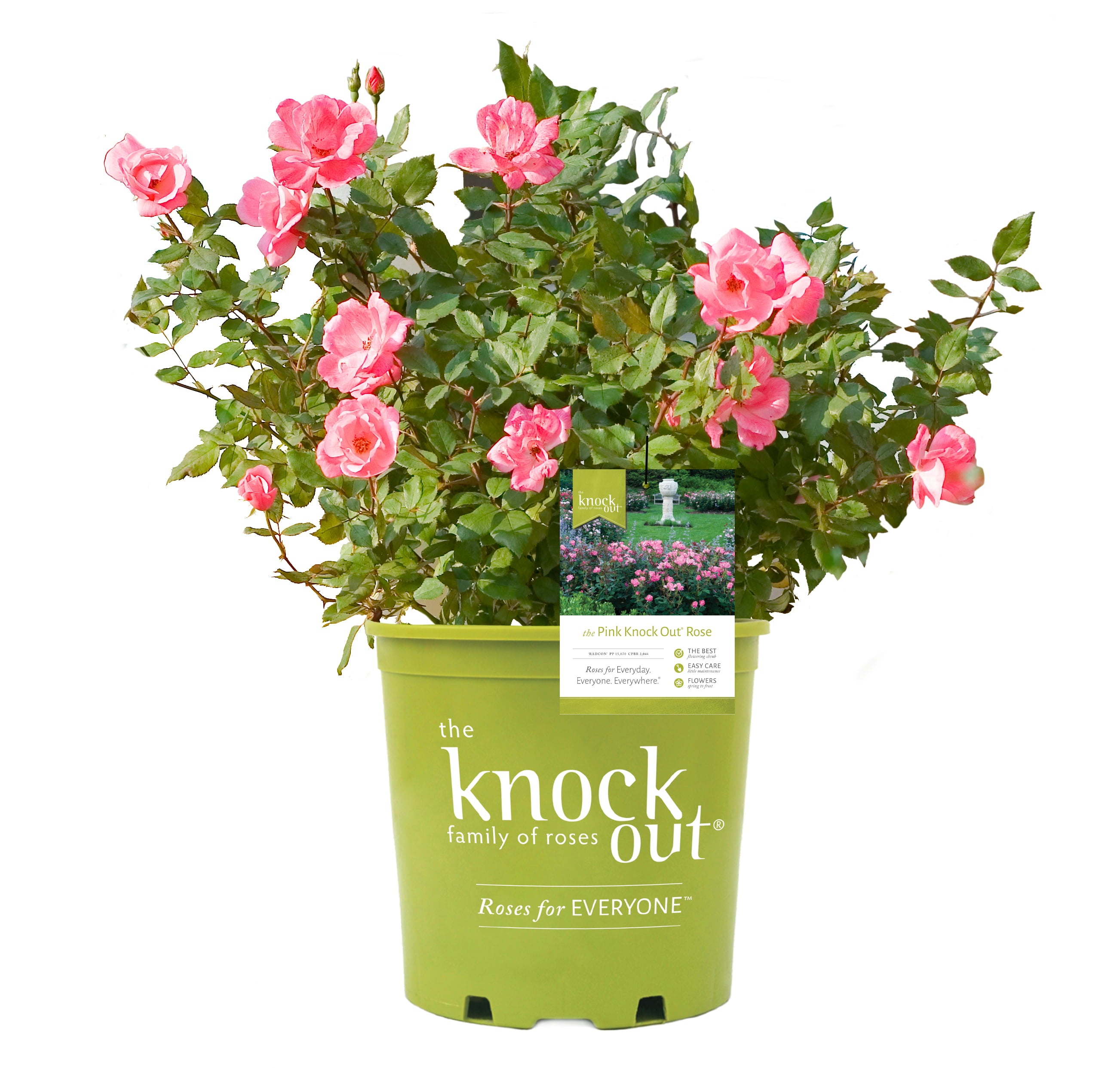 Bareroot Pink Knock Out® with Soft Pink Blooms - Live Plants - 2 Piece