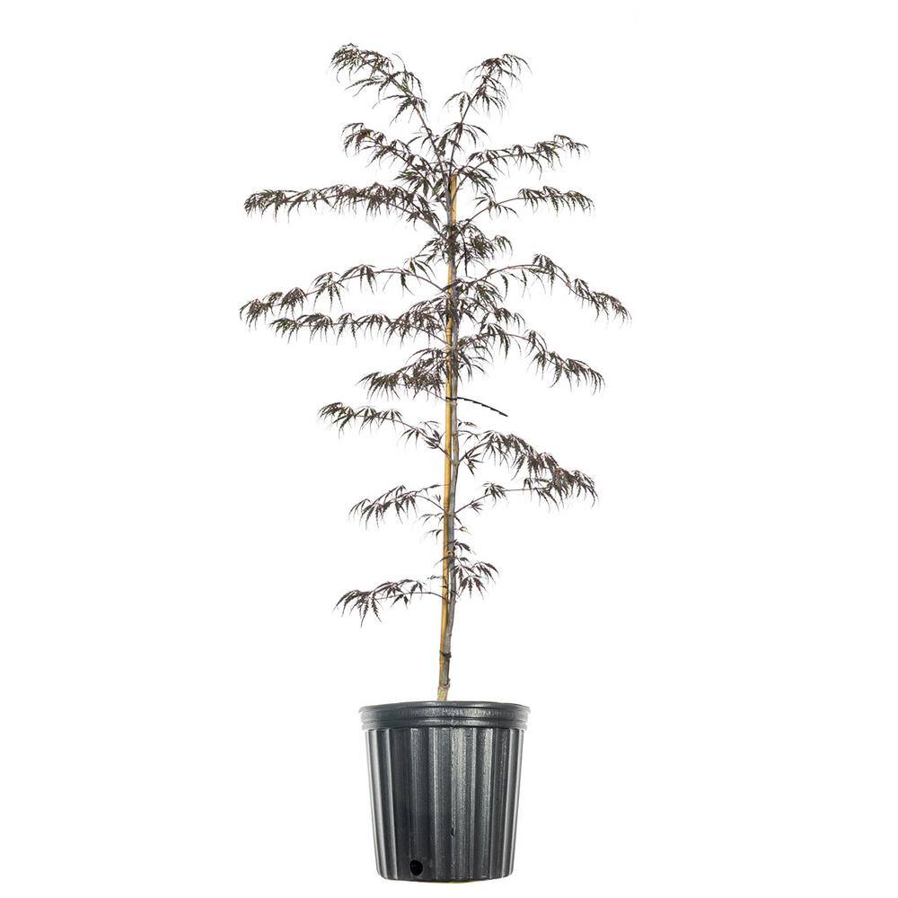 Perfect Plants 3 ft. to 4 ft. Tall Weeping Tamukeyama Japanese Maple Tree in Grower's Pot Elegant Flowing Red Foliage THD00557