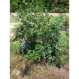 5 Gal. Tifblue Blueberry Plant Potted BLUTIF05G