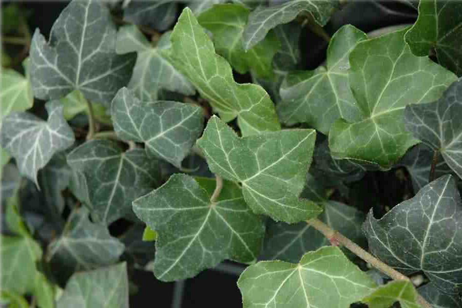 Classy Groundcovers - Hedera helix 'Baltica'  {50 Bare Root Plants}