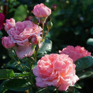 PROVEN WINNERS 1 gal. Reminiscent Coral Rose (Rosa) Live Plant Shrub Pink Flowers ROSPRC2206101