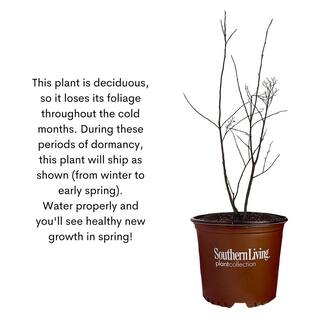 SOUTHERN LIVING 5 Gal. Colorama Scarlet Crape Myrtle Tree with Bright Red Flowers 17217