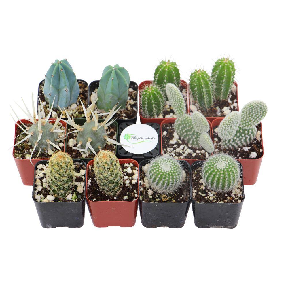 Shop Succulents 2 in. Cactus Collection (Collection of 12) C12