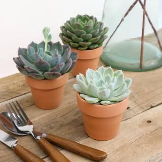 SMART PLANET 2.5 in. Echeveria Assorted Varieties in Terra Cotta Decco Pots (3-Pack) 0872532