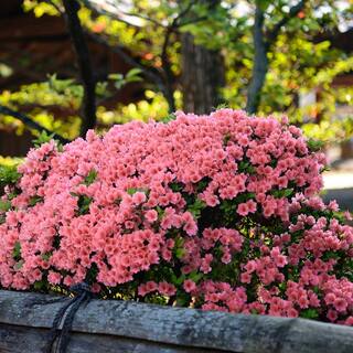 national PLANT NETWORK 2.5 qt. Azalea Wakaebisu Flowering Shrub with Salmon Blooms HD7030