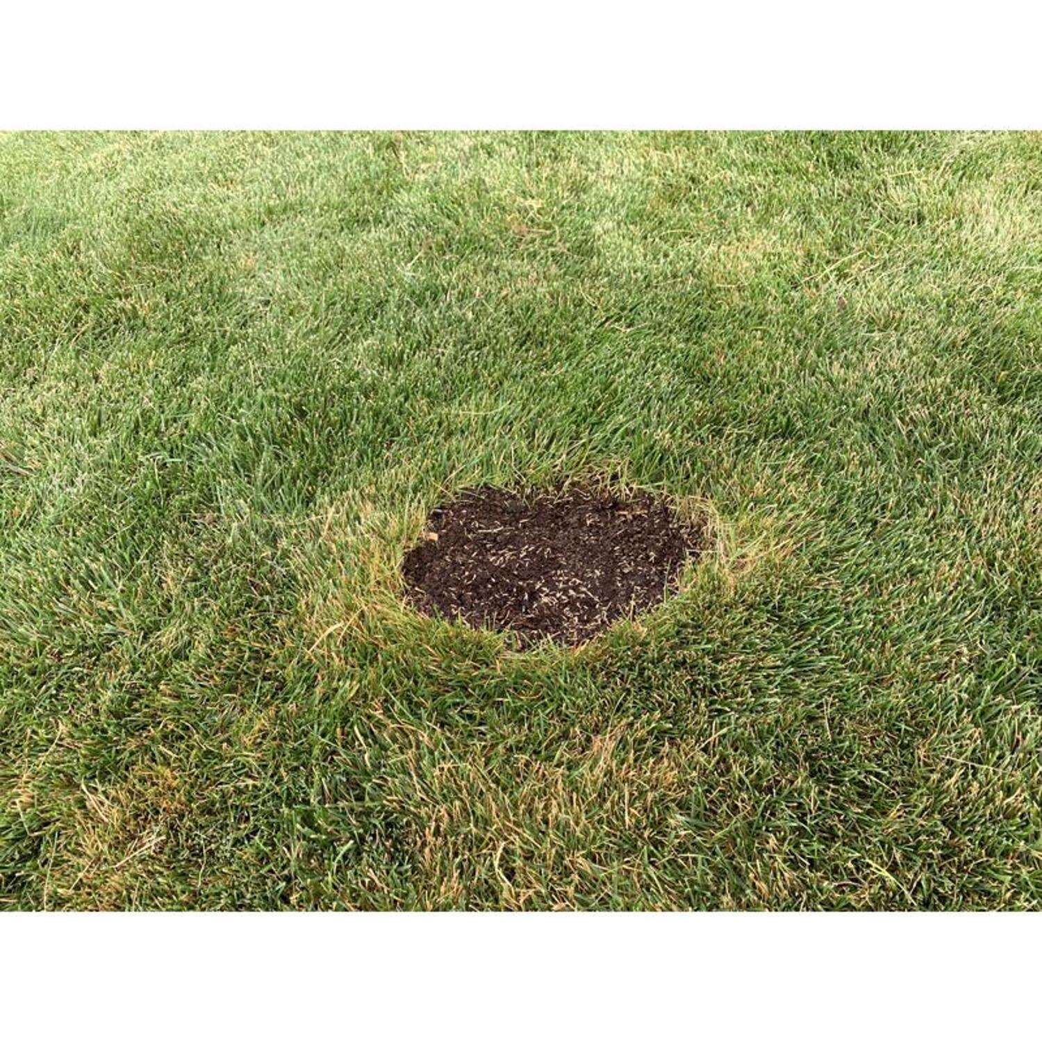 Ace Rapid Repair Pod Tall Fescue Grass Sun or Shade Fertilizer/Mulch/Seed 15 oz