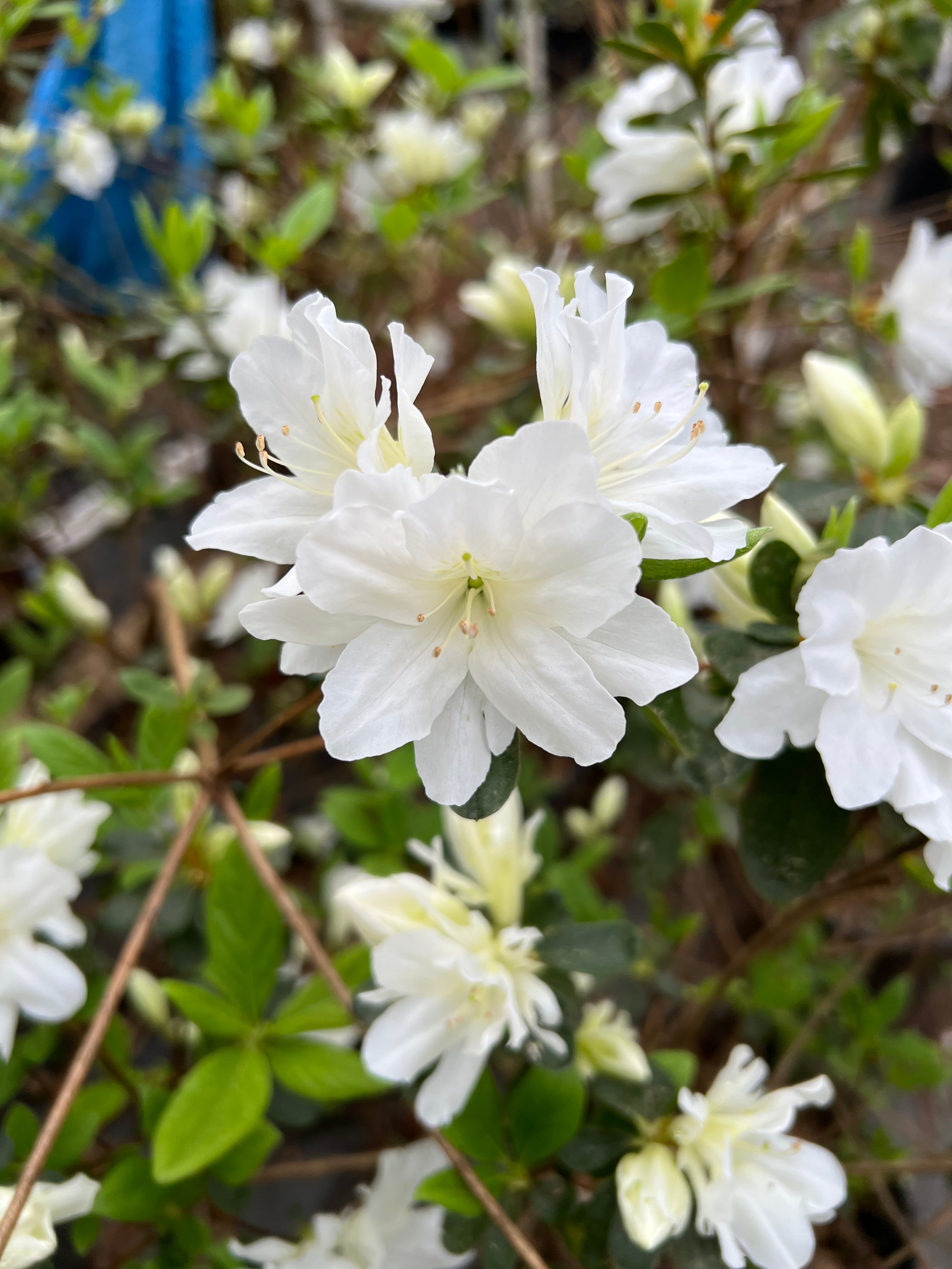 Delaware Valley White Azalea