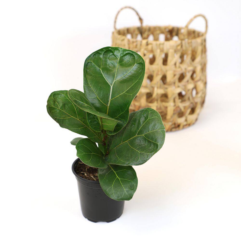 ALTMAN PLANTS 4.25 in. FICUS LYRATA - Fiddle Leaf Fig Houseplant 0880016