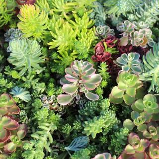 SMART PLANET 10 in. x 20 in. Multi-Color Sedum Mat 0872451