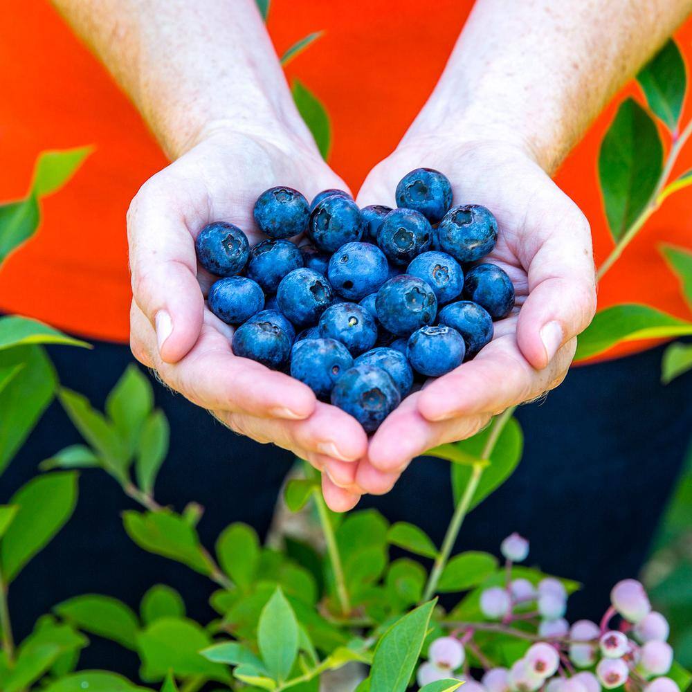 SOUTHERN LIVING 2 Gal. Bless Your Heart Blueberry (Rabbiteye) - Fruit-Bearing Shrub 56512