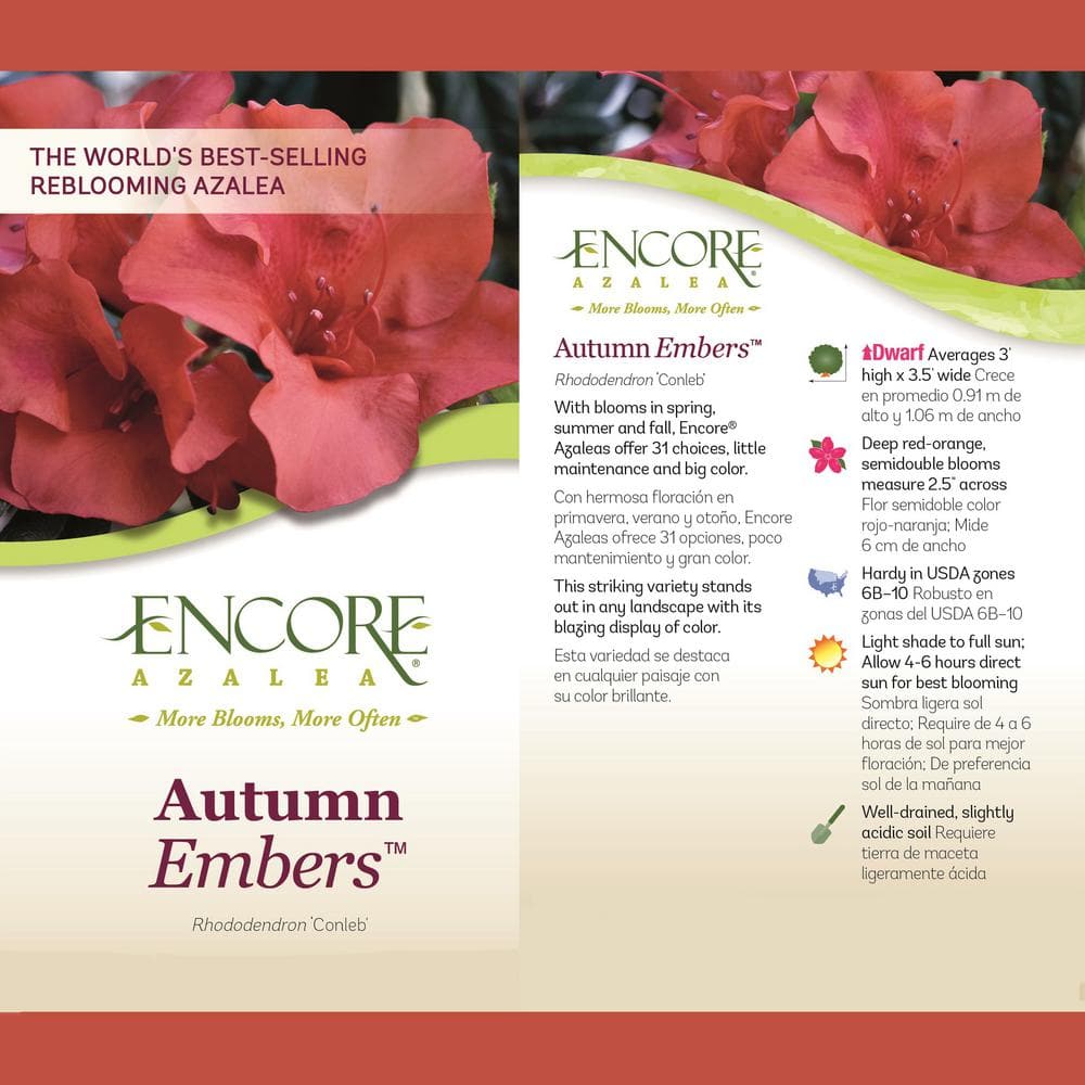 ENCORE AZALEA 1 Gal. Autumn Embers Shrub with Red Flowers 10350