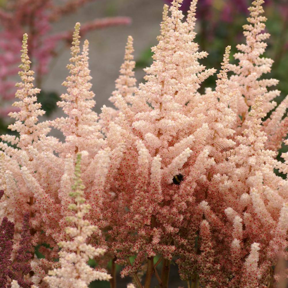 VAN ZYVERDEN Astilbe Exclusive Sara's Coral (Set of 5 Roots) 83836