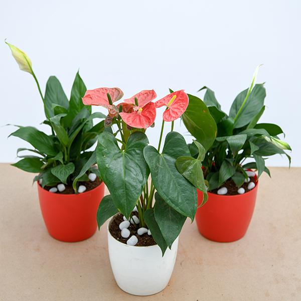 Air purifier plants packs