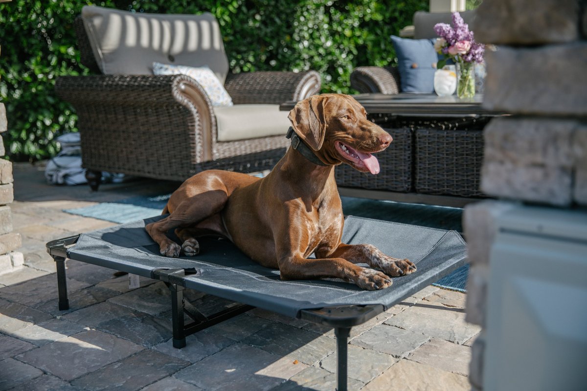 Lucky Dog Comfort Cot Elevated Dog Bed w/ Removable Cover