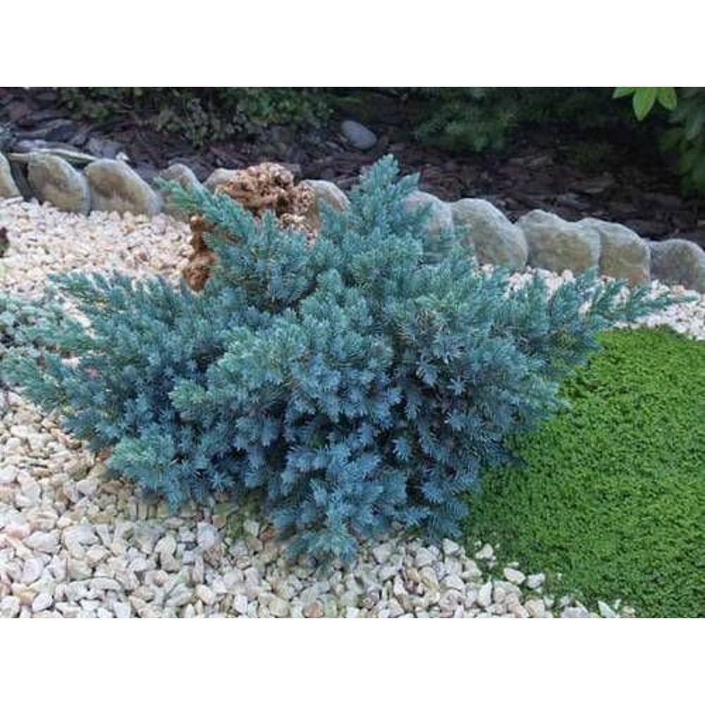 BELL NURSERY 1 Gal. Blue Star Juniper Live Evergreen shrub (1-Pack) JUNIP1BLU1PK