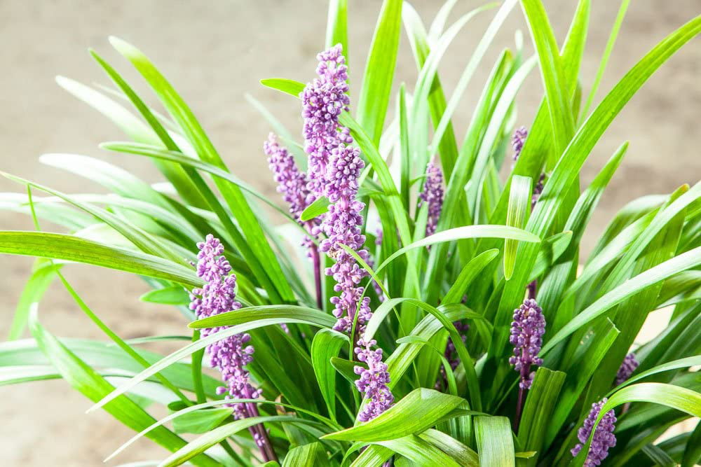 1 Gal. Royal Purple Liriope - Monkey Grass - Ornamental Groundcover - Drought Tolerant