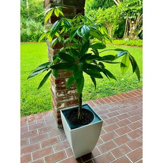 Pure Beauty Farms 1.9 Gal. Pachira Braid Indoor Money Tree Plant in 9.25 in. Designer Pot DC10MONEYTREEDSN