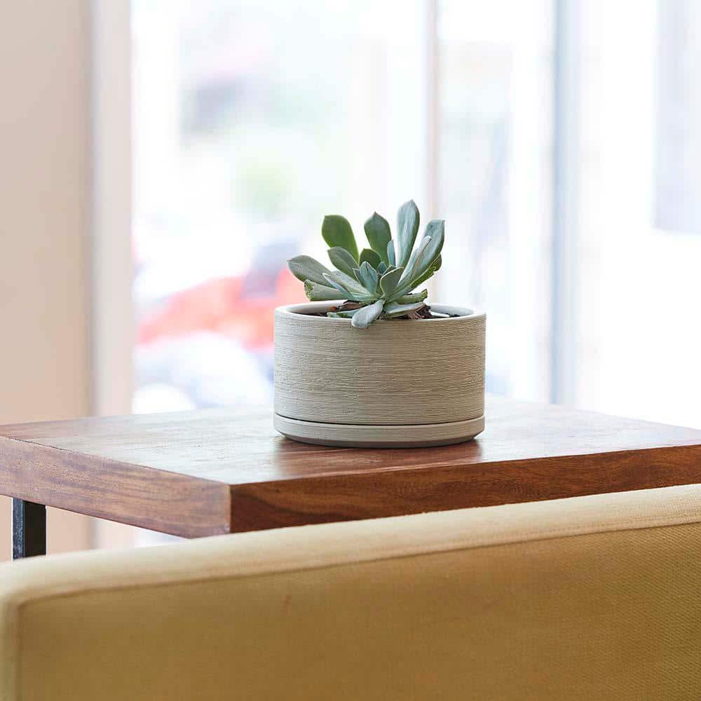 Southern Patio Liesl Small 5.9 in. x 3.5 in. 2 qt. Beige Ceramic Indoor Succulent Indoor Planter CRM-057789