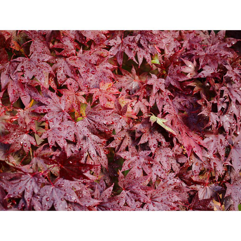 BELL NURSERY 3 Gal. Bloodgood Japanese Maple Live Tree with Attractive Red Foliage (1-Pack) MAPLE3BDJ1PK