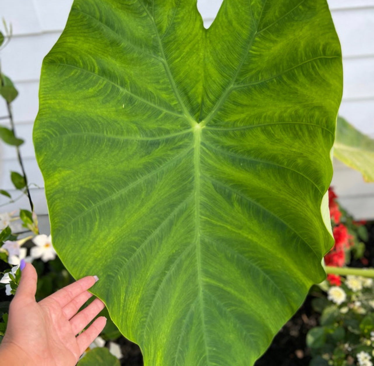 Blue Buddha Farm: Giant Elephant Ear Colocasia Bulb - Easy to Grow Outdoor Tropical Perennial Plant