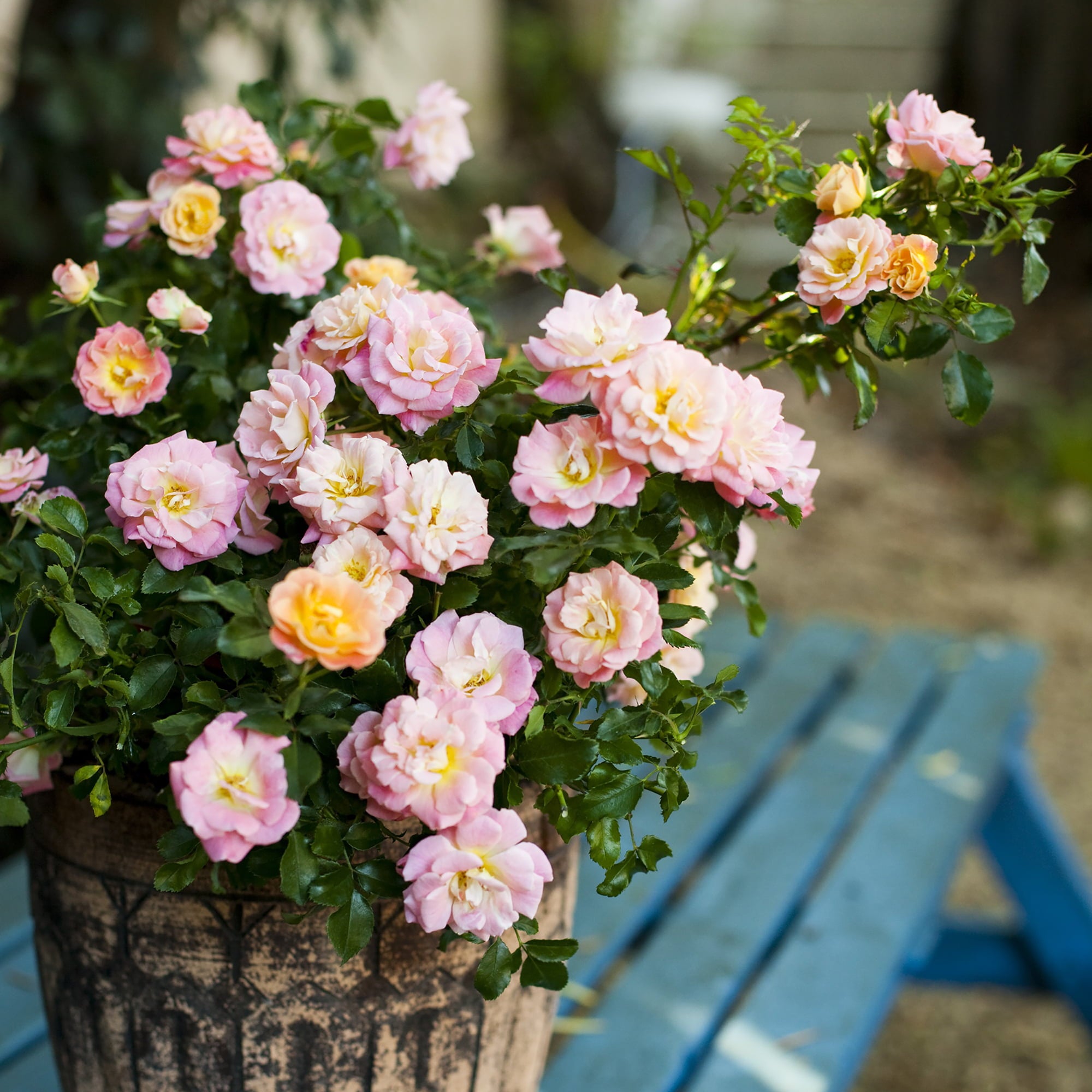 Drift Peach Rose Live Shrub (2 Gallon)