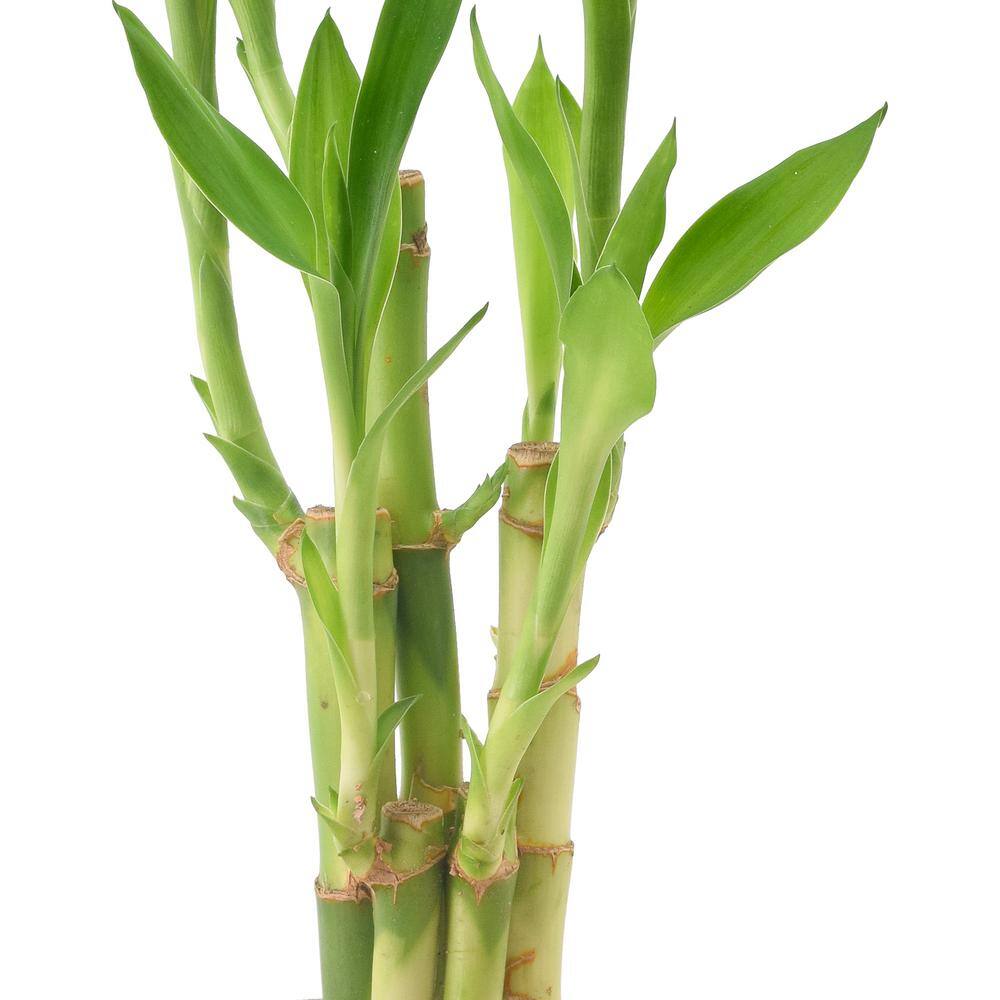 Arcadia Garden Products 2-12 in. 5-Stem Lucky Bamboo Dark Aged Wood Clay Planter LV25