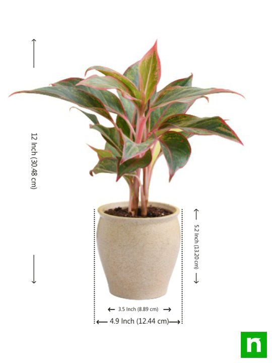 Aglaonema Plant in Decorative Ceramic Pot