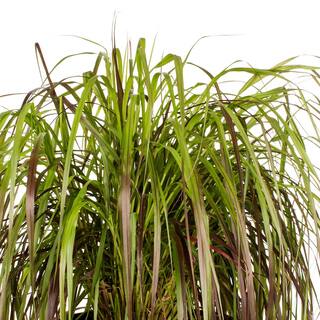 METROLINA GREENHOUSES 3 Gal. Purple Fountain Grass Planter Perennial Plant 58668