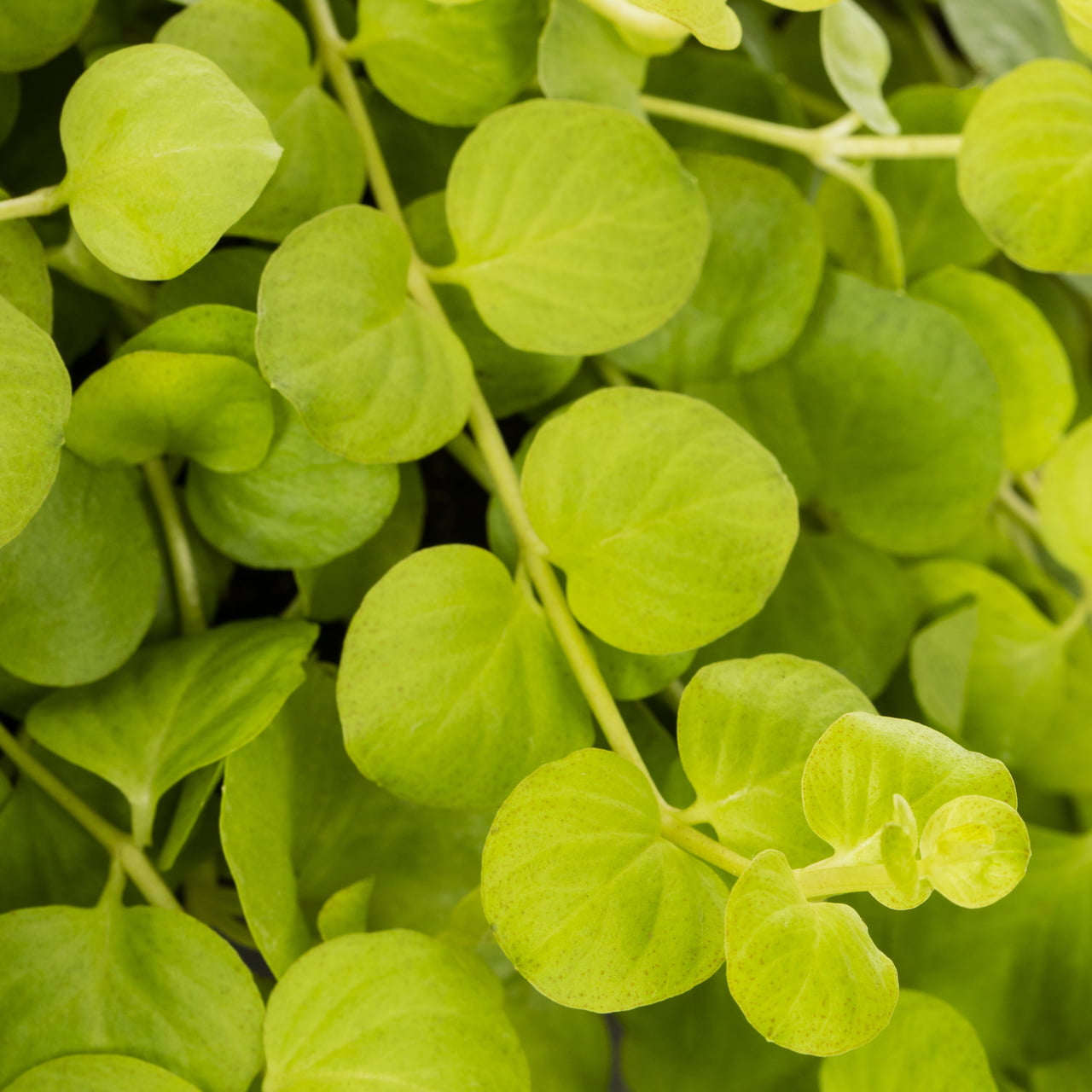 Better Homes and Gardens 1 Pint Yellow Lysimachia (Groundcover) Annual Live Plants (6 Count) with Grower Pot