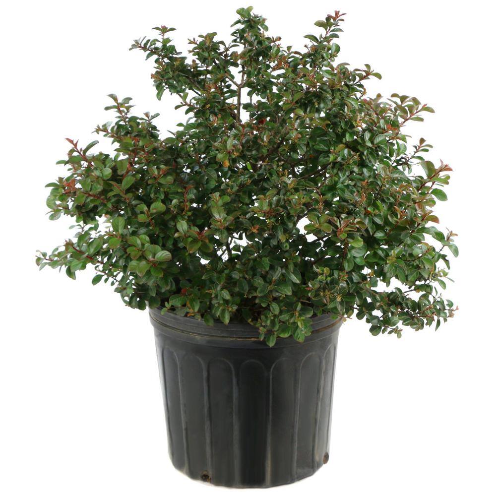 national PLANT NETWORK 3 gal. Crape Myrtle Natchez Shrub with White Flowers HD1832